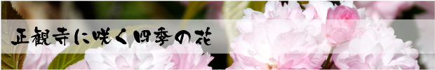正観寺に咲く四季の花